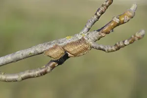Tree Branch Habitat Prints: Ootheca mantis on the branches of a tree