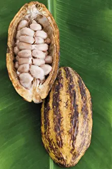 Studio Shot Still Life Prints: Opened Cocoa fruit