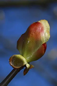 Springtime Nature Images Prints: Opening leaf bud of a chestnut tree