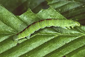 Camouflage Hints In Nature Prints: Oporinia dilutata, spanner caterpillar