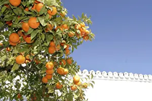 Freshly Picked Oranges Prints: Orange tree with fruit