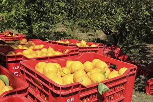 Deciduous Tree Varieties Prints: Orange trees and boxes of picked oranges