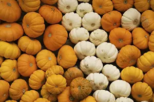 Autumn Vegetables Prints: Orange and white pumpkins