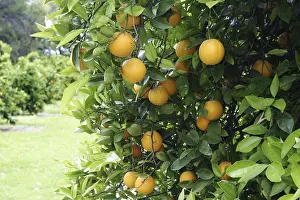 Citrus Fruit Prints: Oranges on a orange tree