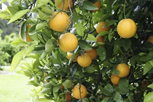 Citrus Fruit Prints: Oranges on a orange tree