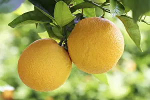 Citrus Fruit Prints: Oranges on a orange tree