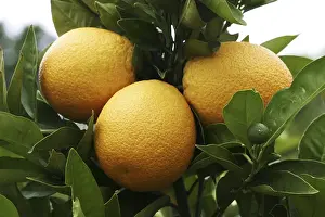 Citrus Fruit Prints: Oranges on a orange tree