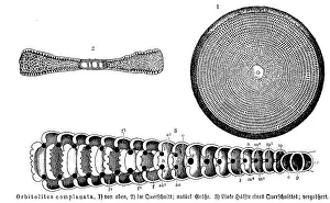 Historic Wildlife Representation Prints: Orbitolites complanata, Historic