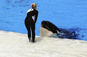 Prints of An orca in the pool interacts with a trainer at the surface, Dressed orcas (Orcinus orca), Shamu Stadium, SeaWorld, San Diego, California, USA Killer Whale Prints: An Orca Interacts with a Trainer Print, San Diego