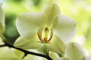 Ornamental Flowering Plants Prints: Orchid, detail