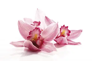 Indoor Orchids Prints: Orchids