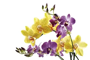 Lilac Blossom Prints: Orchids