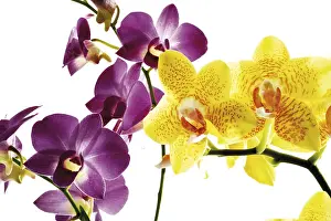 Lilac Blossom Prints: Orchids