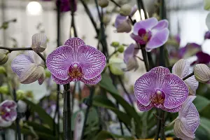 Purple Flowering Plants Prints: Orchids