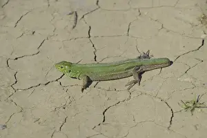 Sand Lizard Prints: An ordinary quick green lizard
