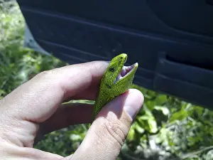 Sand Lizard Prints: An ordinary quick green lizard