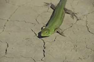 Sand Lizard Prints: An ordinary quick green lizard