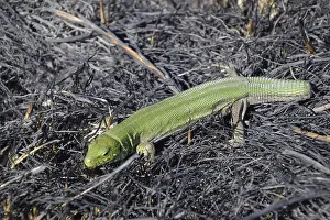 Sand Lizard Prints: An ordinary quick green lizard