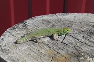 Natural Environment Animals Prints: An ordinary quick green lizard