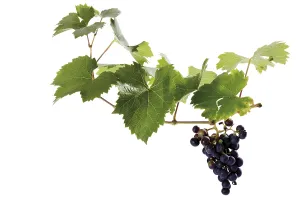 Fresh Organic Fruit Prints: Organic grapevine