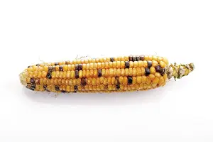 Cut Vegetable Photography Prints: Ornamental corn