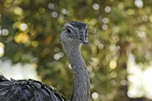 Natural Environments For Birds Prints: Ostrich