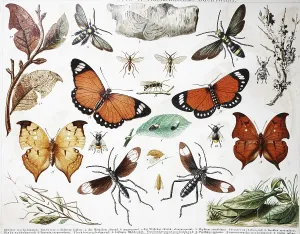 Imitative Breeding Selection in Insects Print, 1895