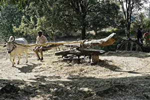 Livestock Farming India Prints: An ox pulls a wagon, driven by a man