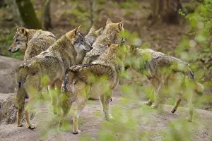 Wolf Pack Germany Prints: Pack of wolves in the forest, standing close together