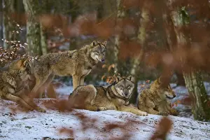 Canis Lupus Habitat Prints: A pack of wolves resting in the winter forest