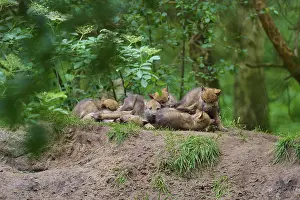 Framed Print : A pack of young wolves resting on a mound Print, Germany Framed Print : A pack of young wolves resting on a mound Print, Germany