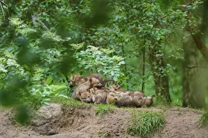 Young Wolves In Forest Prints: A pack of young wolves rests in the forest