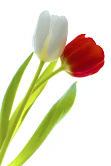 Close Up Flower Bouquet Prints: Pair of tulips