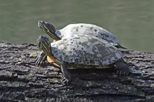Reptile Images Prints: A pair of turtles