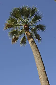 Palm Tree Landscape Prints: Palm