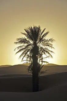 Erg Chebbi Landscape Prints: Palm with backlighting at sunset