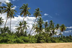 Original Rainforest Scenery Prints: Palm beach