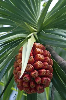 Fruit Tree With Hoar Frost Prints: Palm with fruit