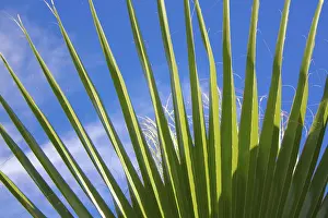 Nature Plant Details Prints: Palm leaf