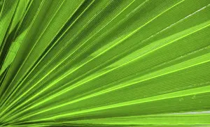 Deserted Garden Background Prints: Palm leaf texture for background