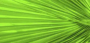 Palm Leaf Texture Prints: Palm leaf texture for background