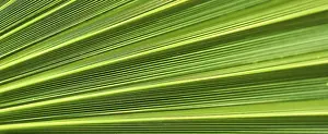 Summer Holiday Concept Prints: Palm leaf texture for background