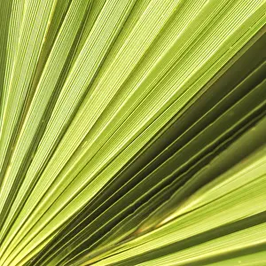 Summer Holiday Concept Prints: Palm leaf texture for background
