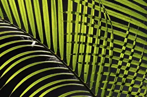 Nature Plant Life Images Prints: Palm leaves, pattern
