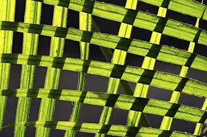 Palm Leaf Pattern Prints: Palm leaves, pattern