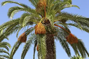 Empty Waterfront Scene Prints: Palm tree