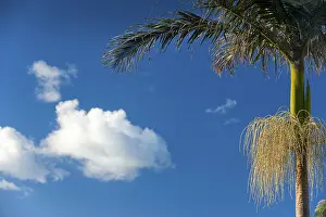 Exotic Holiday Destination Prints: Palm tree in blue sky with cloud