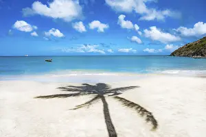 Images Dated 23rd October 2024: Palm Tree Beach Print