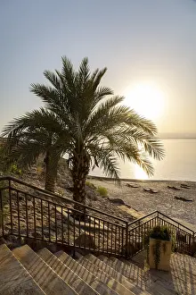 Images Dated 26th June 2024: Dead Sea Palm Tree Print