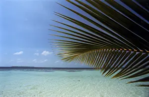 Tropical Palm Leaves Prints: Palm tree leaf beach